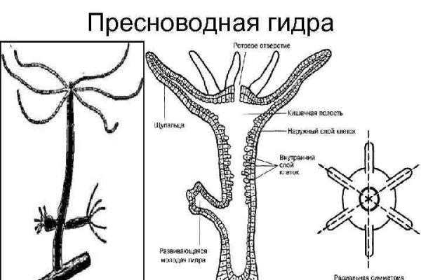 Как зайти на блэк спрут с айфона