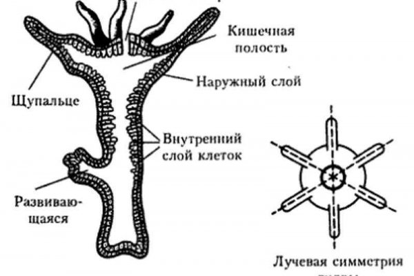 Блэк спрут промокод