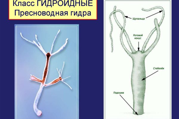 Блэк спрут что за сайт bs2web top